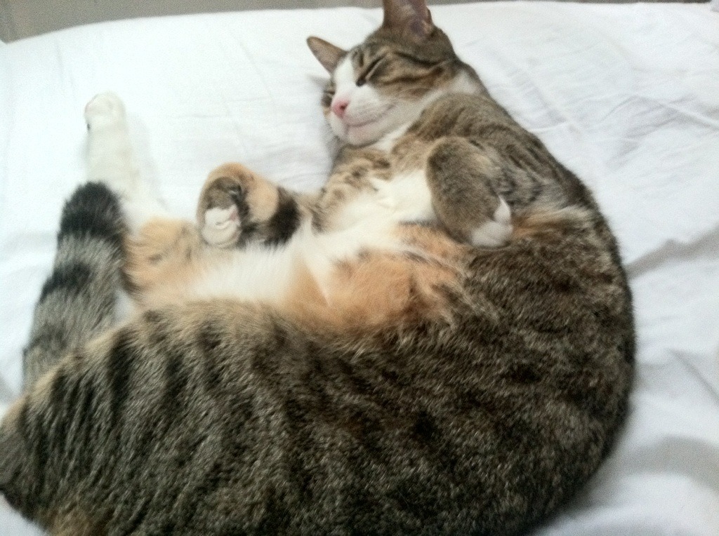 从争议到支柱，赖斯用实力打破质疑，安哥拉铁血逆转书写硬仗传奇