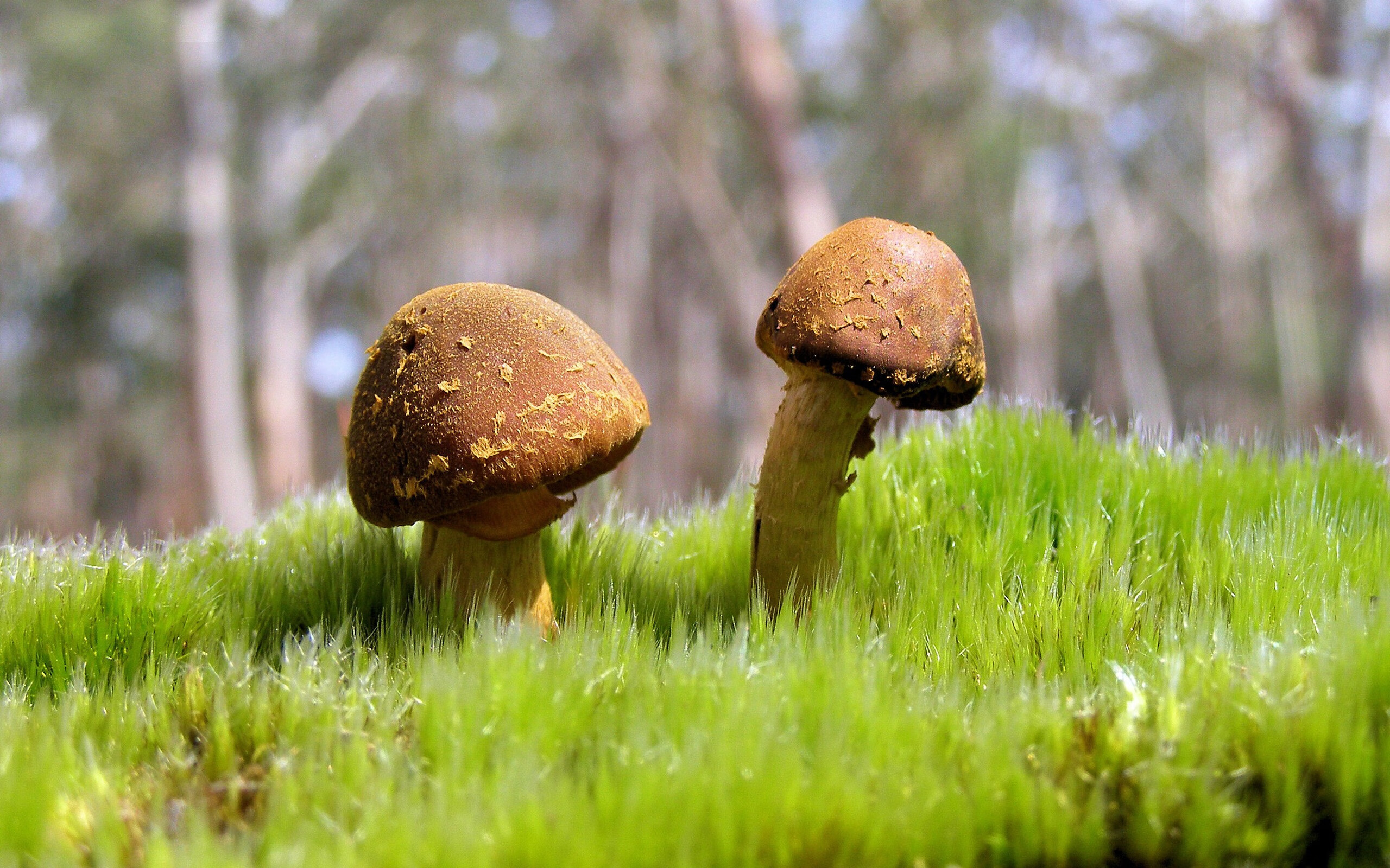 虚构之战，巴萨狂胜伊拉克，2026世界杯最不可思议的焦点战