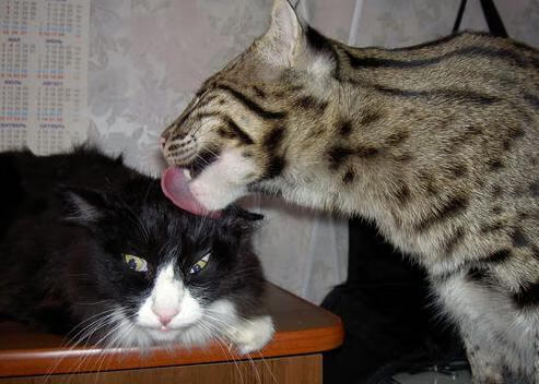 开云APP-奥运前哨战，拉梅洛48分撕裂热火，爵士用防守宣言震撼世界