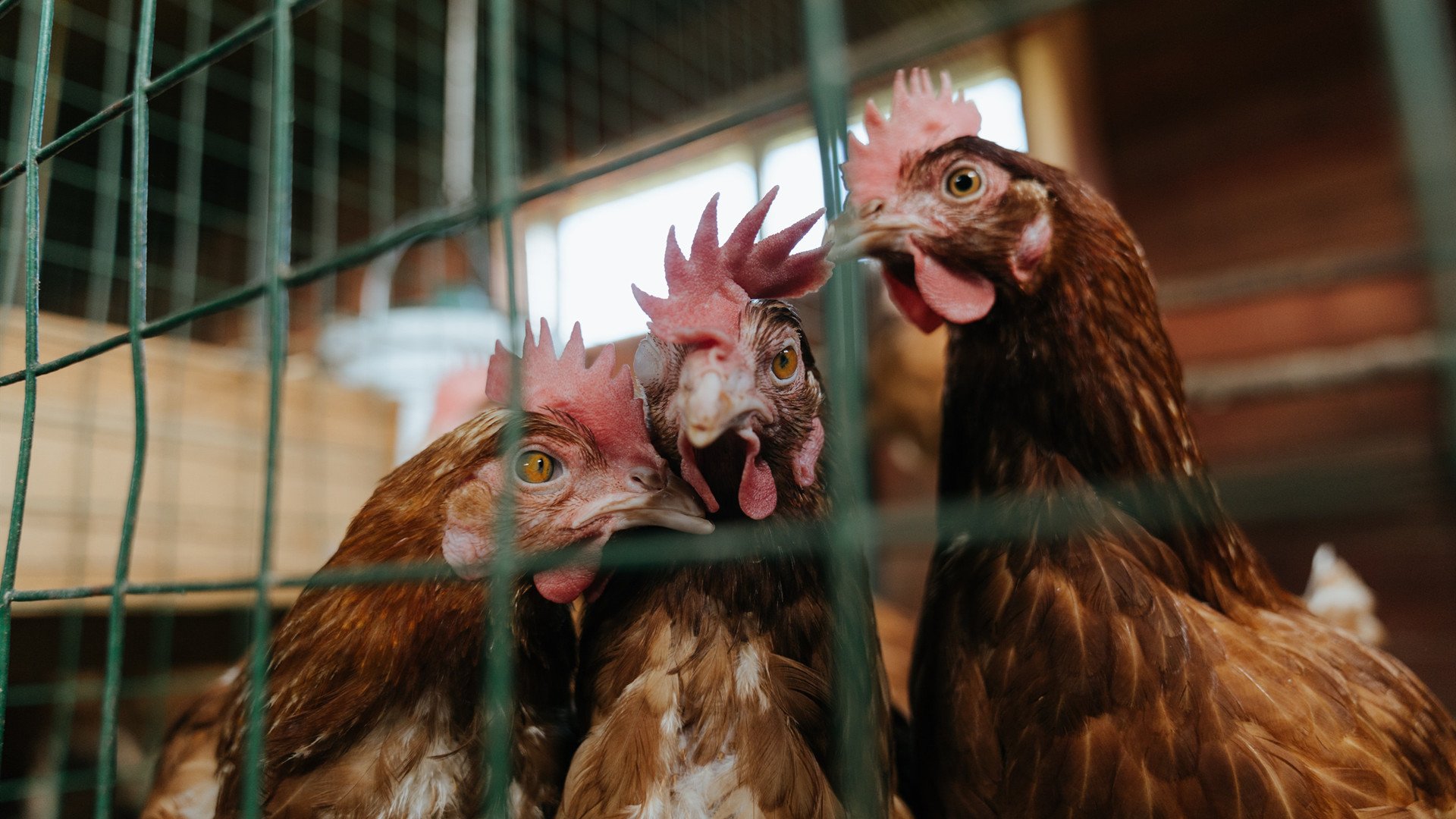 开云体育app-库里惊世三分绝乾坤，广厦对决奇才，篮球全球化图谱上的跨越与交汇