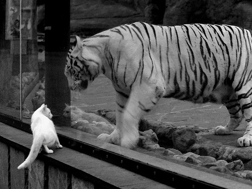 开云体育平台APP-铁骨与星空，班凯罗在无声处听惊雷