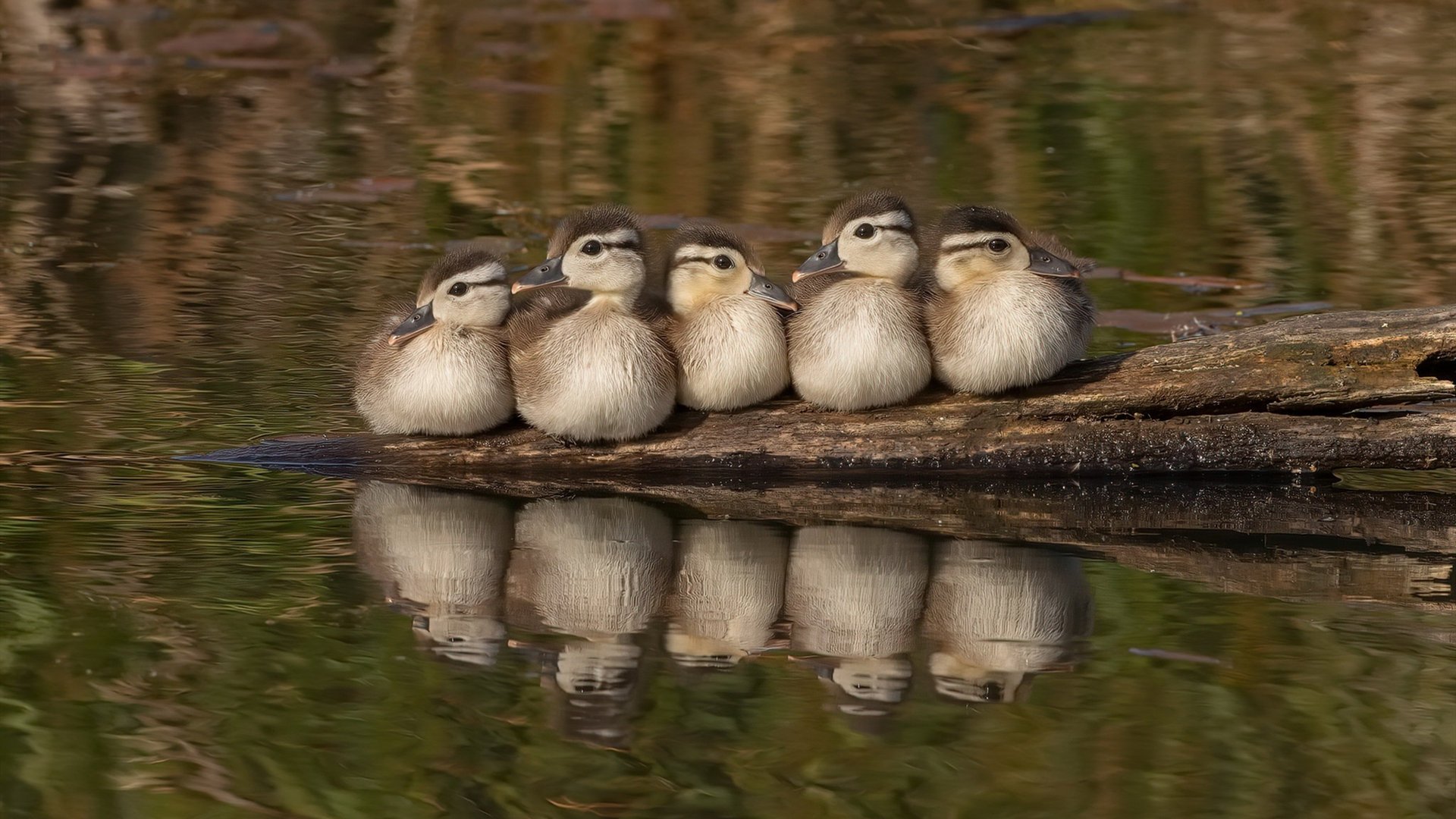 临危受命,荷兰秘密武器帕尔默一击制胜!橙色郁金香如何在澳洲荒漠绽放?