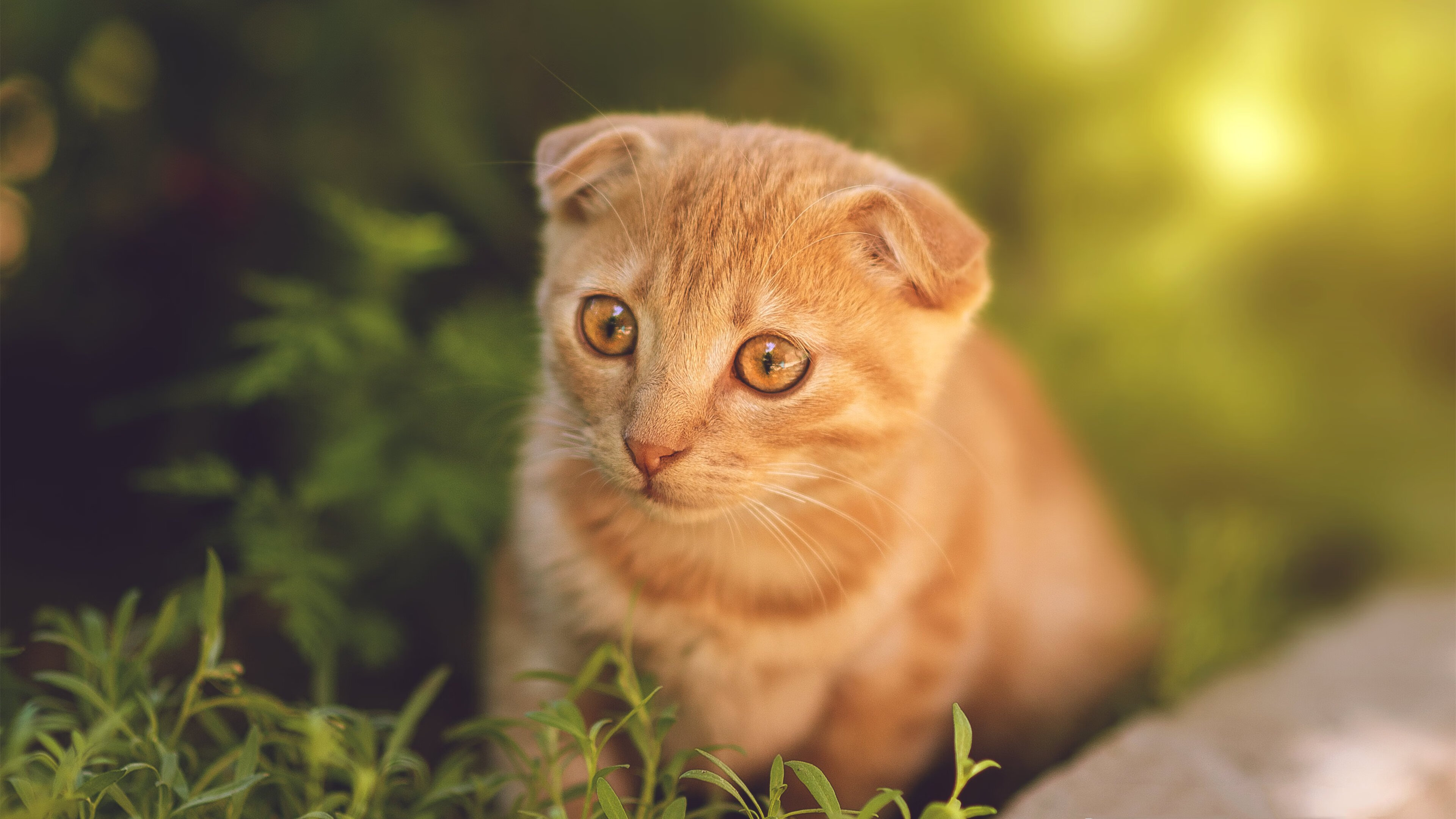 完美风暴，当英格拉姆化身天神，凯尔特人提前宣判悬念