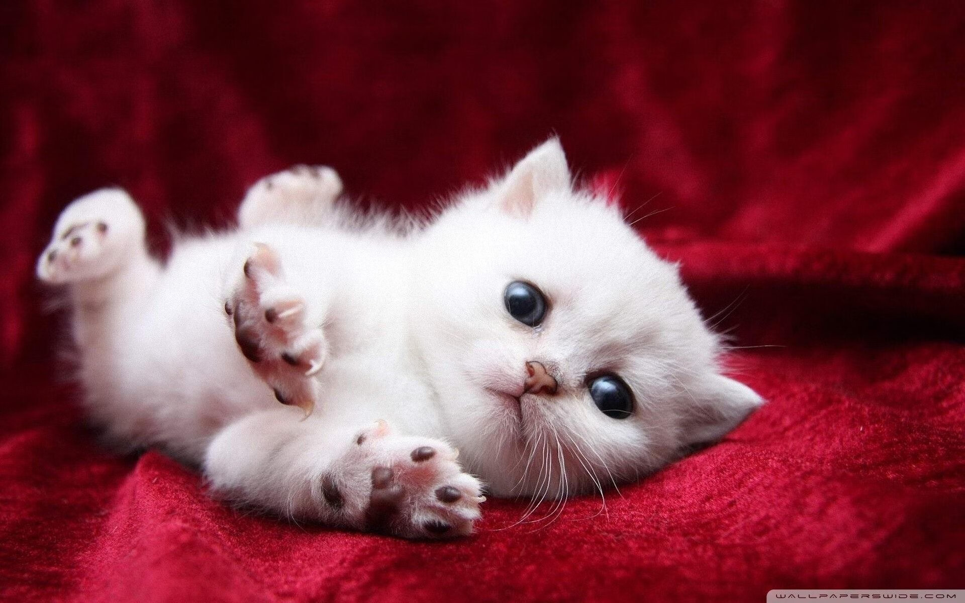 城市战场的双面叙事，当F1引擎在街巷咆哮，瑞士冲垮了苏格兰的传说