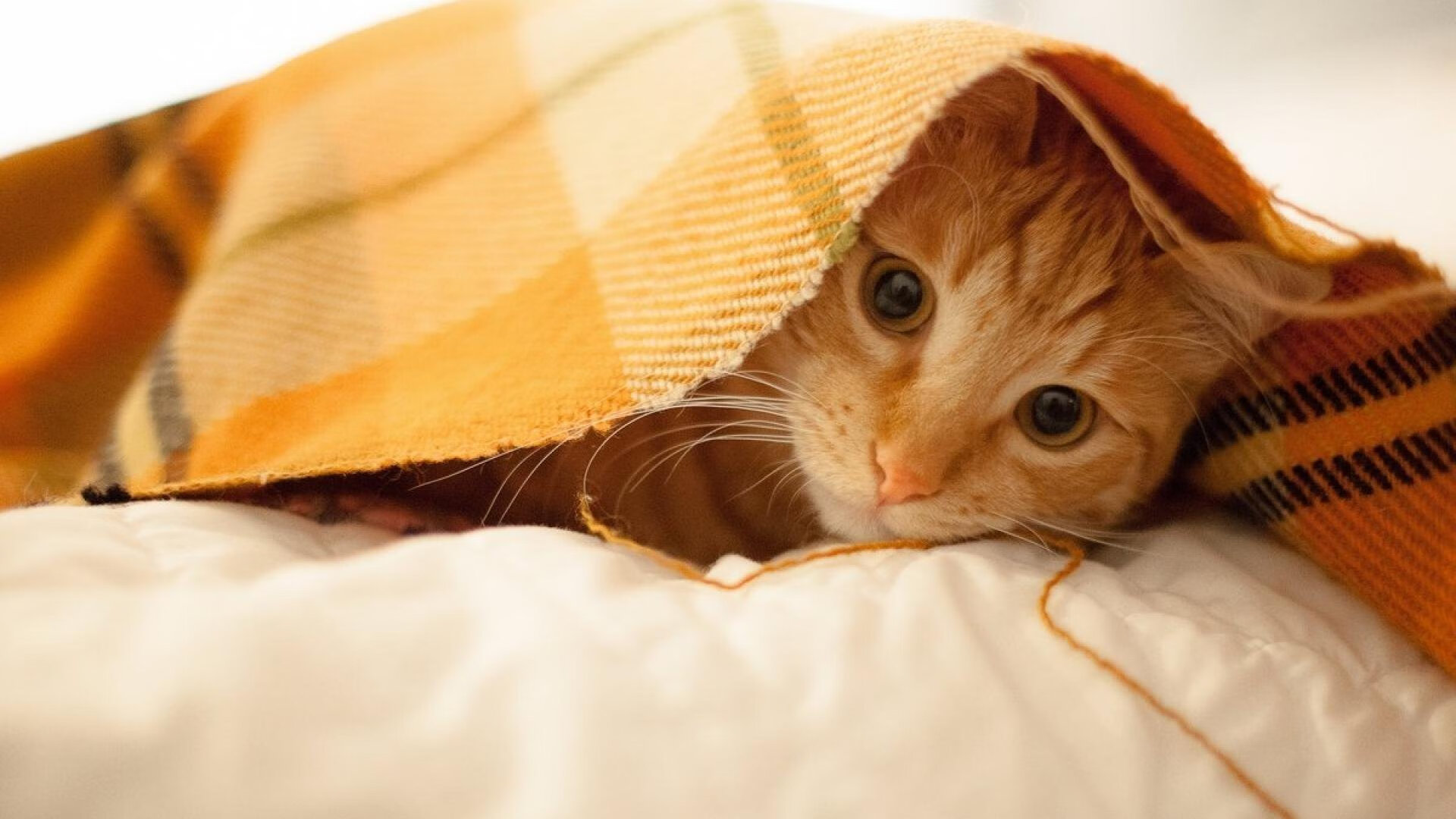 东决关键战焦点,雷恩节奏掌控塞维利亚