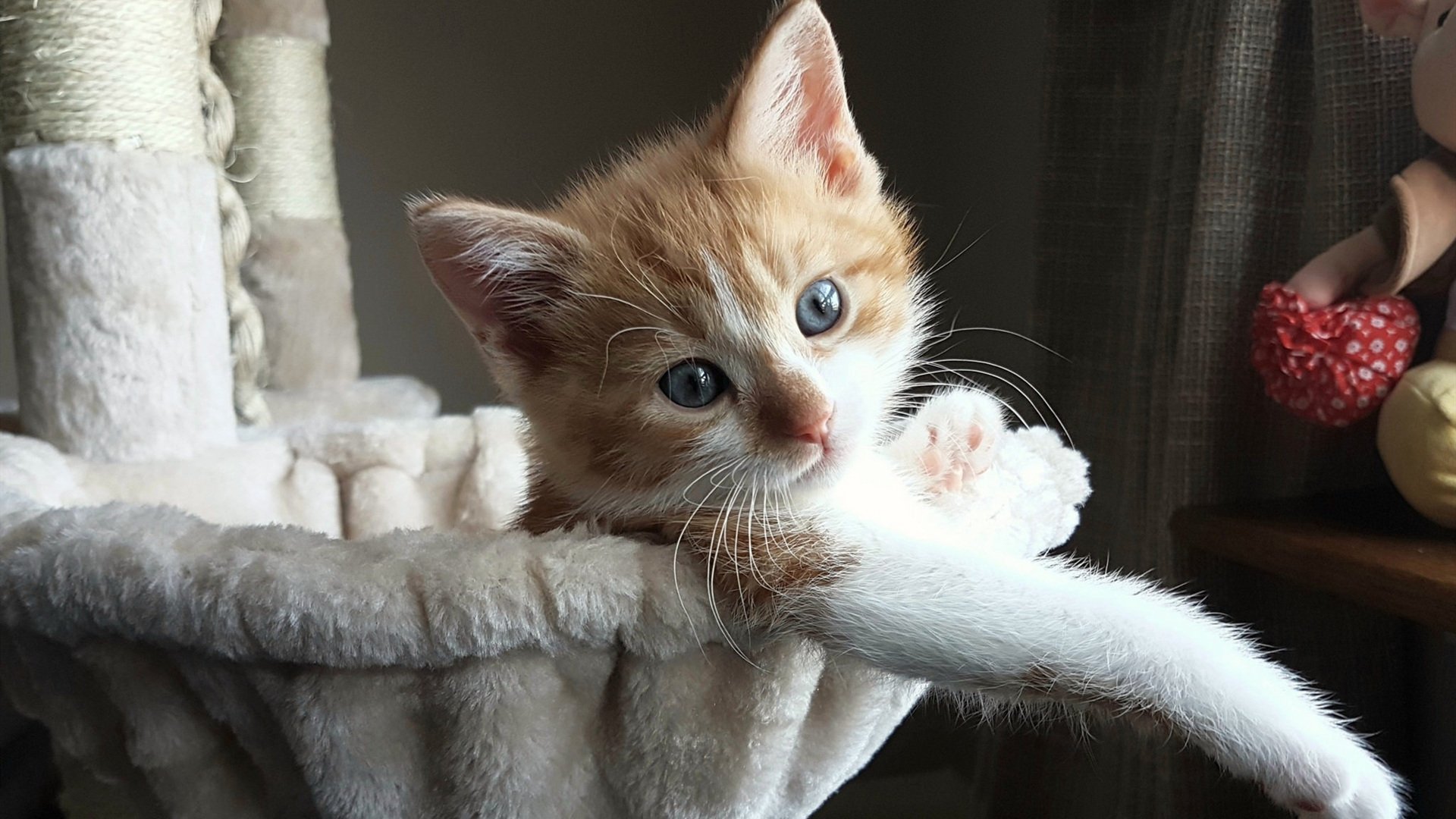 开云体育官网-欧冠决赛焦点战，皇家社会如何带走哥伦比亚的足球荣耀