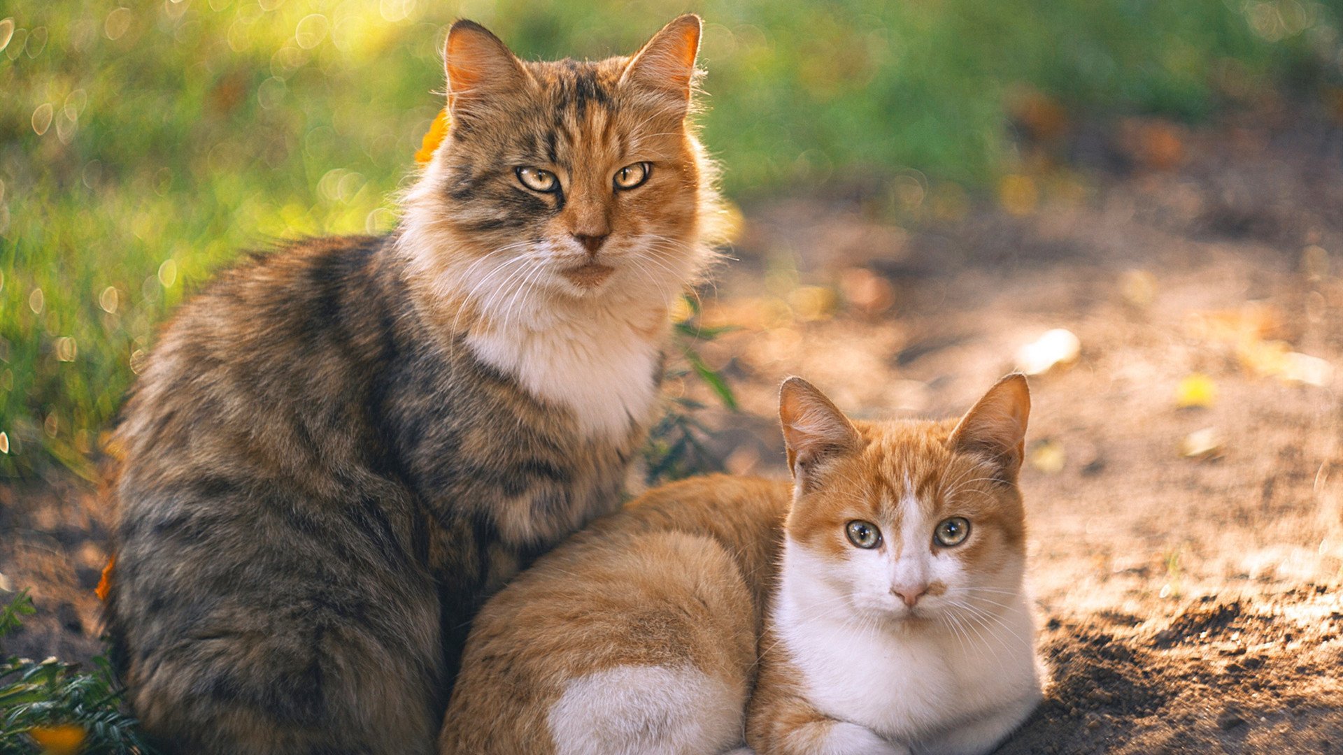 灯火璀璨美加墨,一剑霜寒十四州,利拉德世界杯之夜铸就传奇里程碑