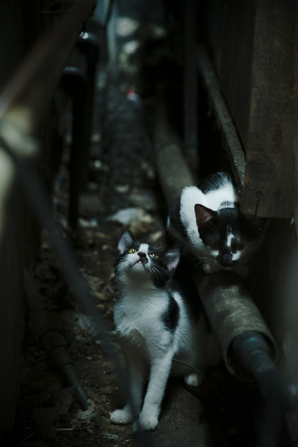 冷静的叹息墙与坚韧的东方之师,库尔图瓦爆发,中国稳稳拿下皇家社会