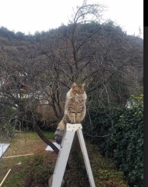 两个世界的同一种震颤,当拉巴斯高原的绝杀遇见NBA的孤胆英雄